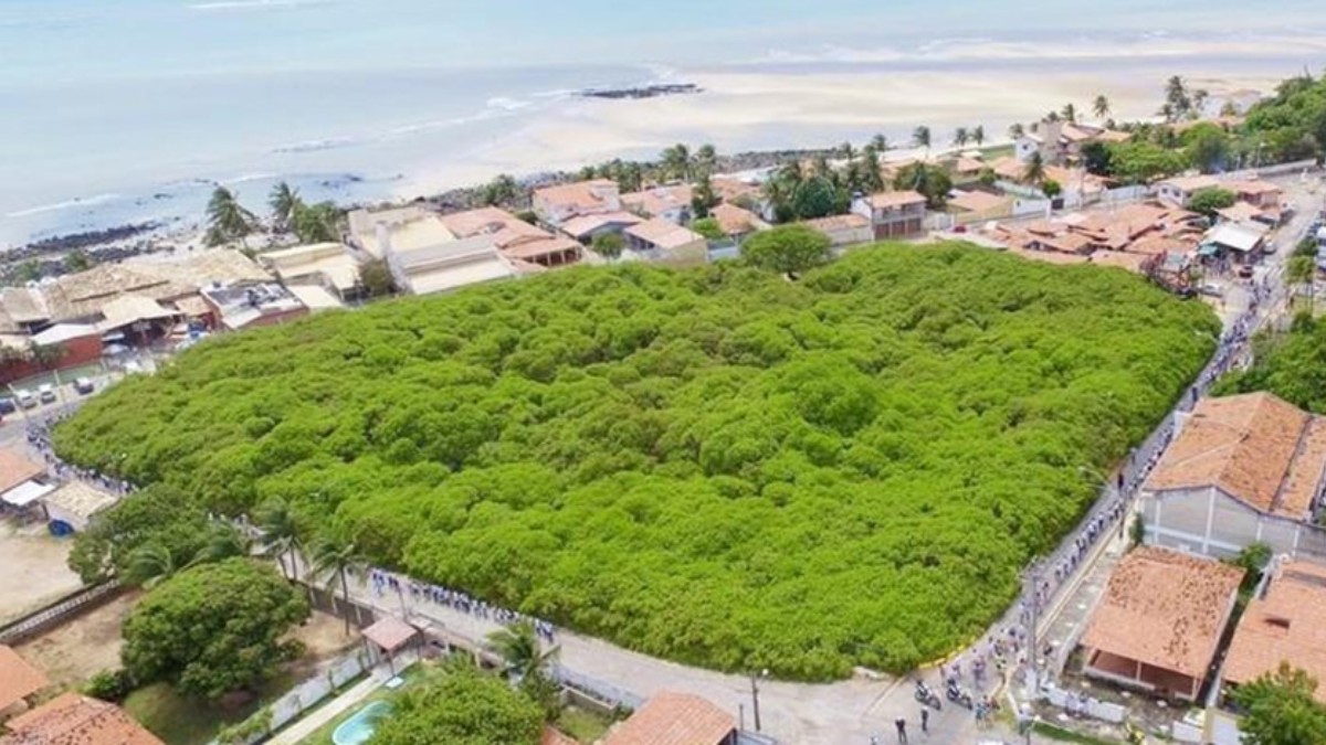 Maior cajueiro do mundo está no Brasil e impressiona com incríveis 8,5 ...