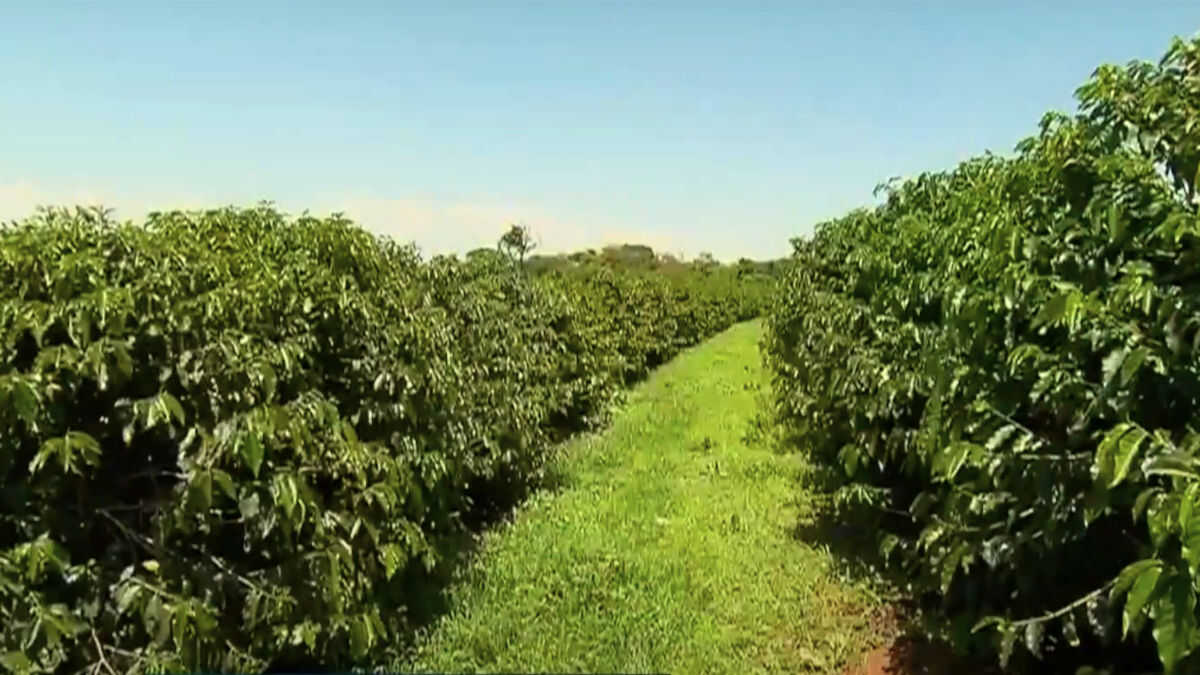 Conheça o maior cafezal urbano do mundo, que fica em um bairro de SP -  Gazeta de São Paulo