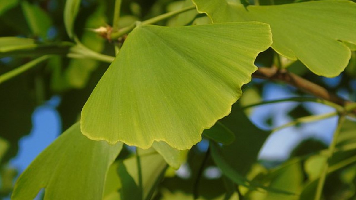 Fisioterapeuta explica por que é recomendado tomar Ginkgo biloba ...