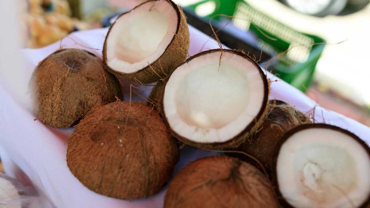 Mais que sombra e água fresca: ciência revela poderes medicinais do coco