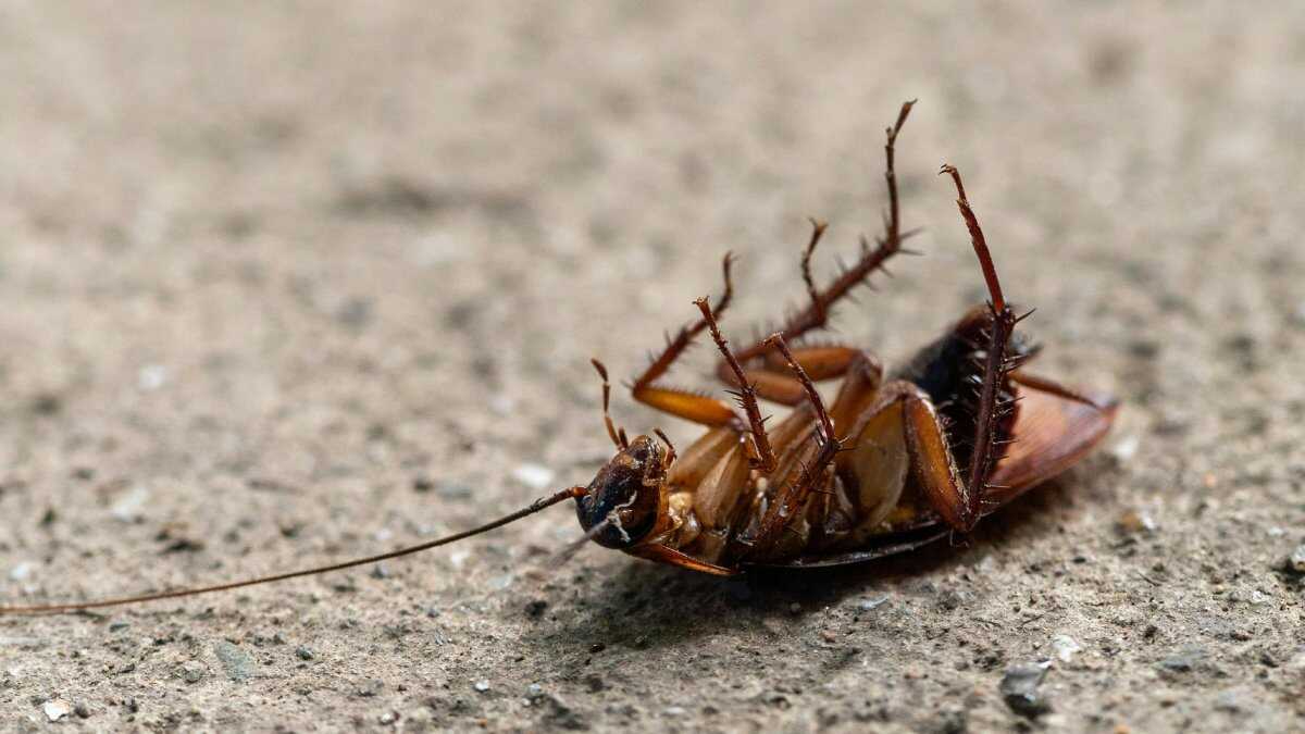 Baratas no ralo? Truque simples pode afastá-las sem veneno