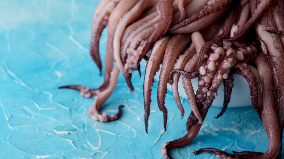 Polvo gigante dominava oceano e caçava répteis há 100 milhões de anos