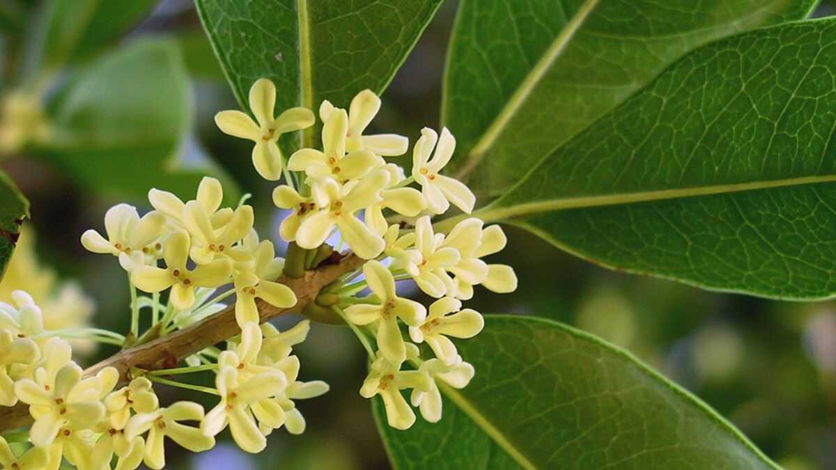 A árvore perfumada que cabe em vaso e muda qualquer varanda