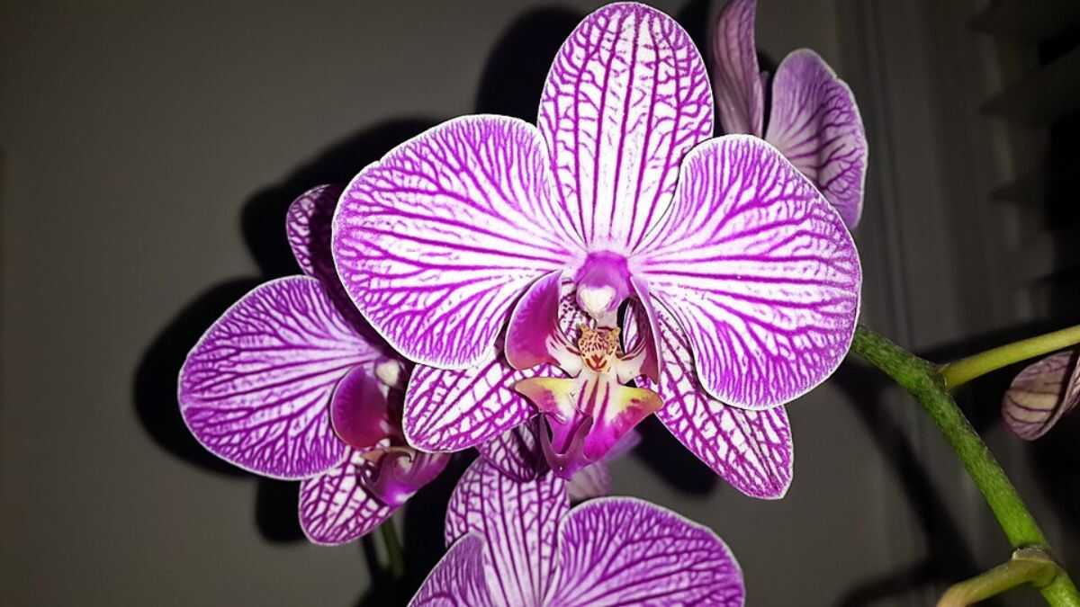 Sua orquídea pode morrer por causa deste detalhe no fundo do vaso