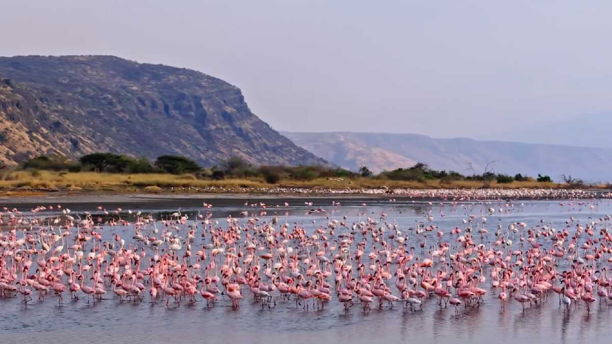 O lago que transforma animais em 'estátuas de pedra': entenda o mistério na Tanzânia