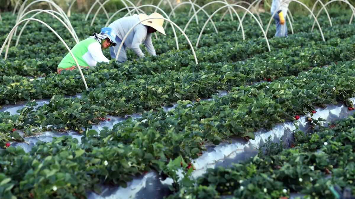 Desenrola Rural 2026: saiba quem pode limpar o nome e voltar a pedir crédito