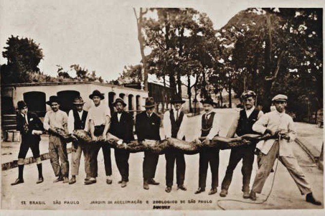 Captura de uma sucuri de 5 metros, em 1920, no primeiro zoológico de São Paulo