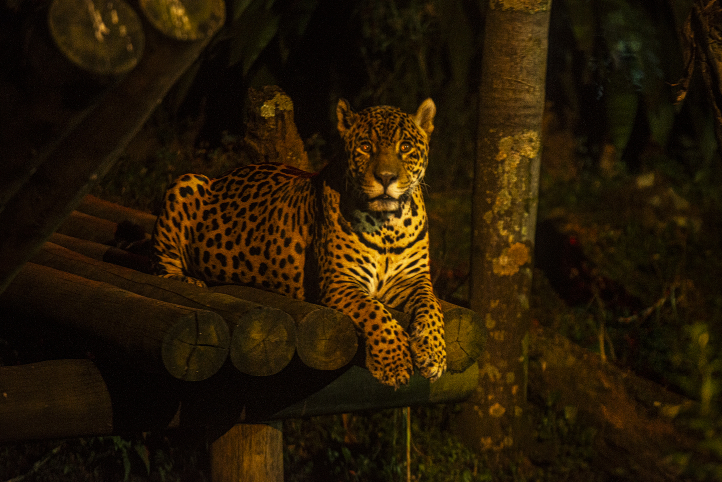 O passeio noturno no Zoo de SP agora é permanente