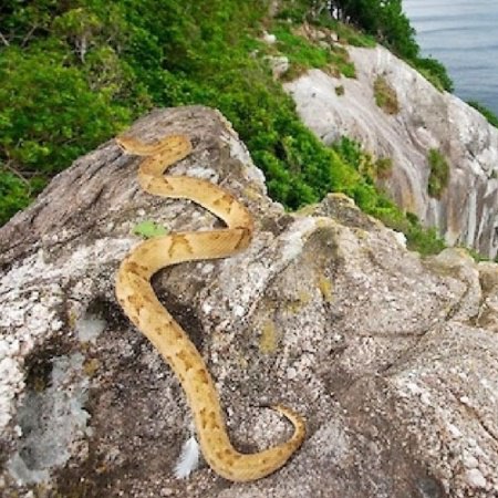 Ilha das cobras tem 45 serpentes por hectare