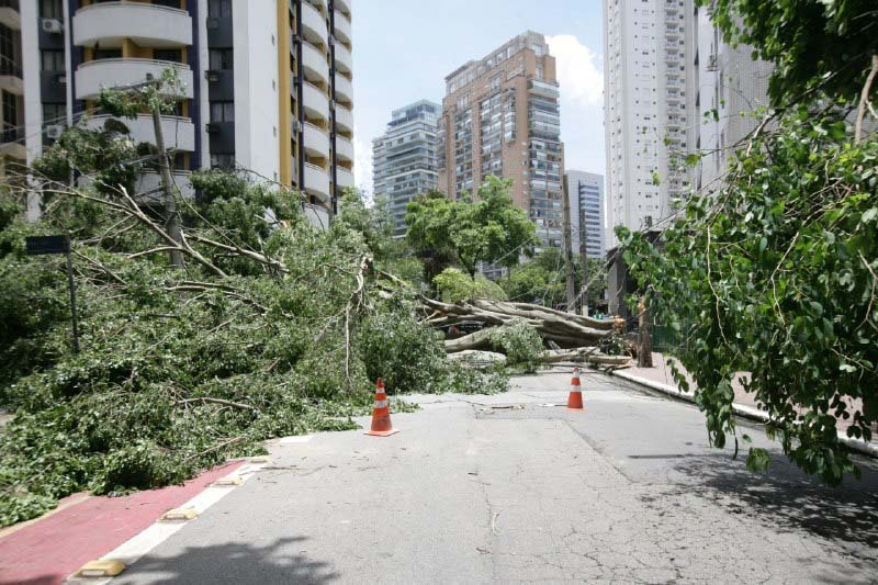 Queda de árvore rua Juruti com a rua Tuim 