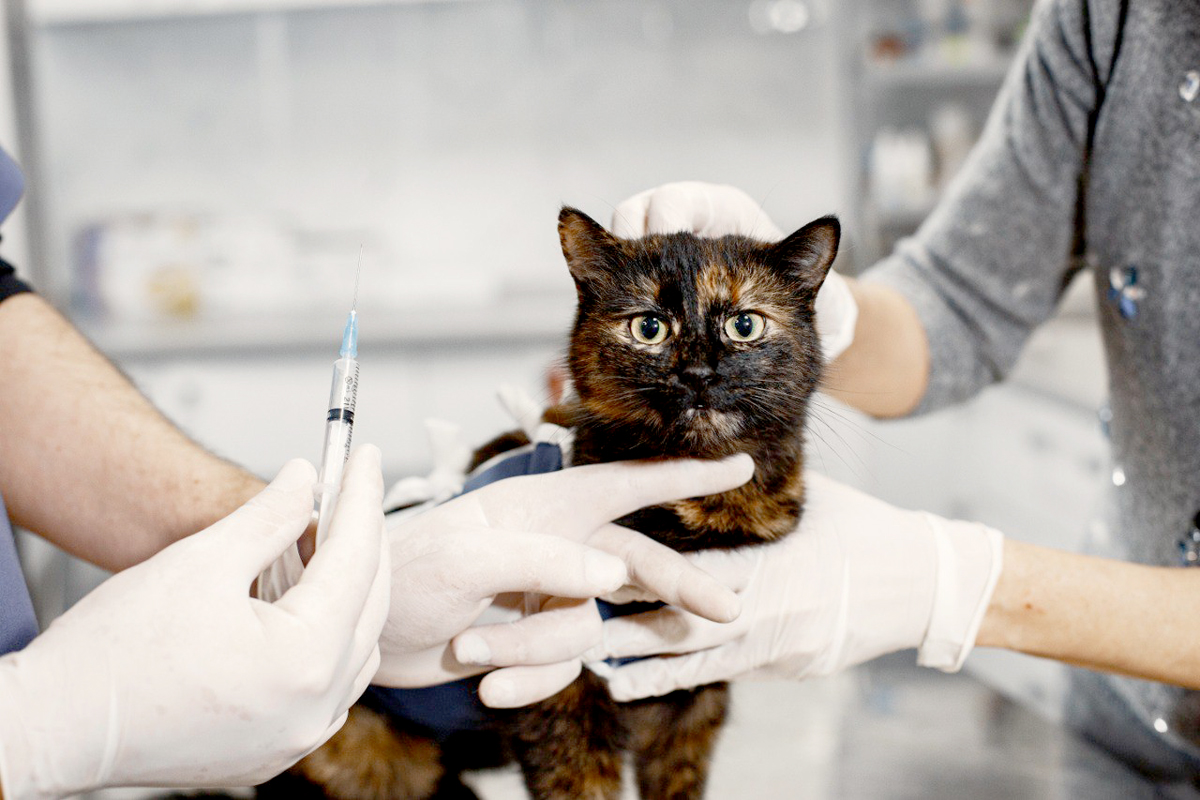 Veterinário sinaliza que é indicado os gatos serem vacinados ainda quando filhotes