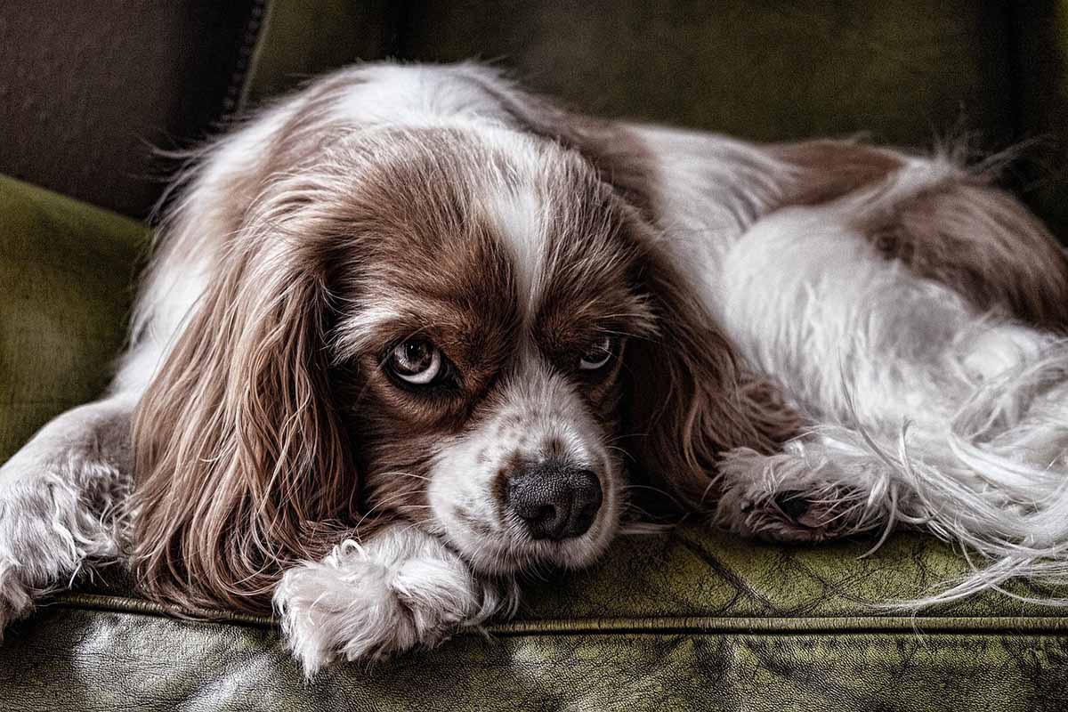 Cavalier king charles spaniel 