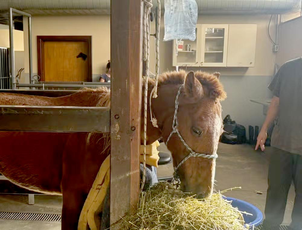 Cavalo Caramelo comendo após ter sido resgatado. 