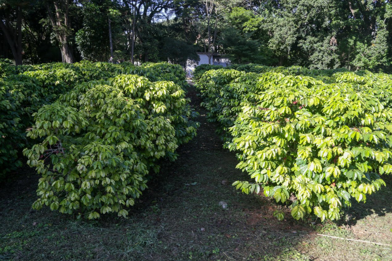 O cafezal é aberto ao público que deseja conhecer de perto uma plantação de café e sua história