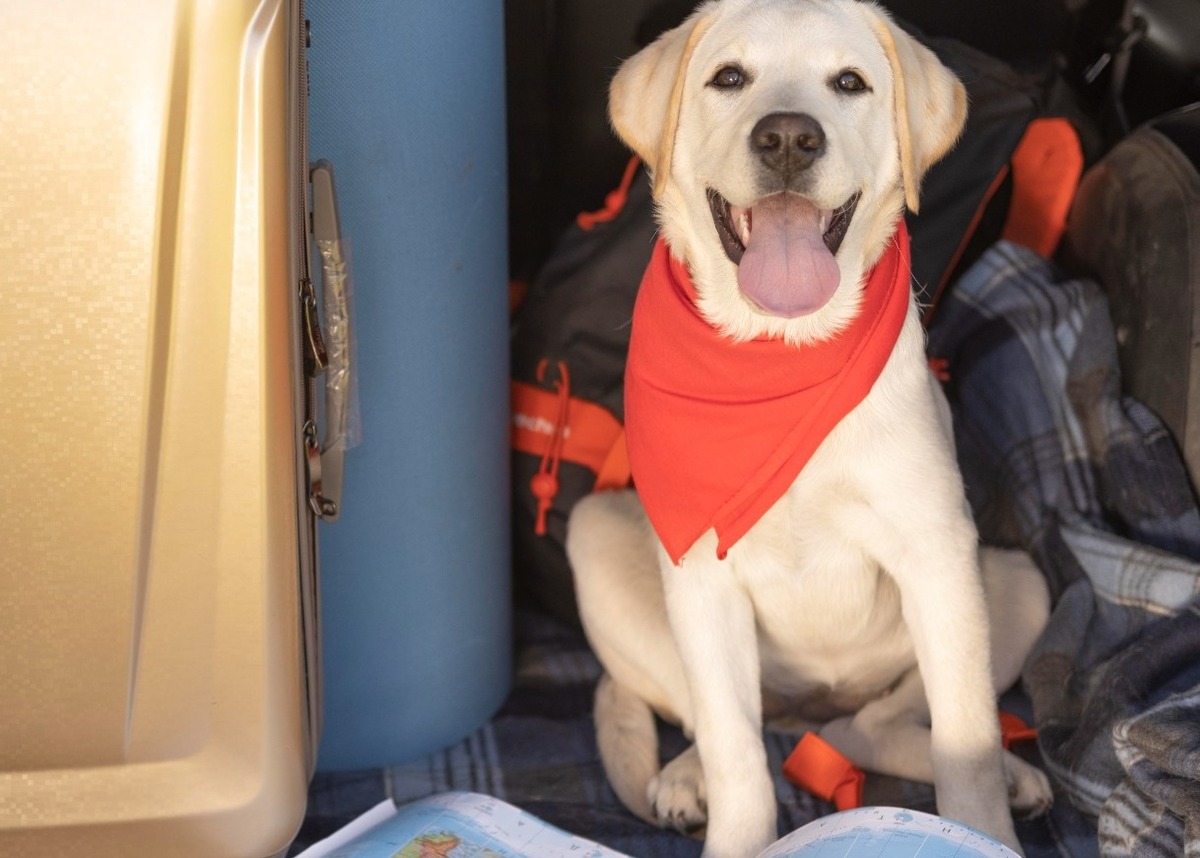 Muito apegados com seus pets, muitas vezes os tutores desejam levar seus animais de estimação junto com eles para viajar