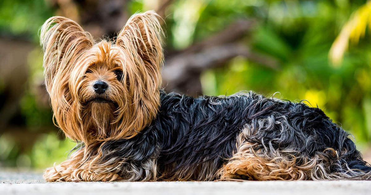 Yorkshire terrier