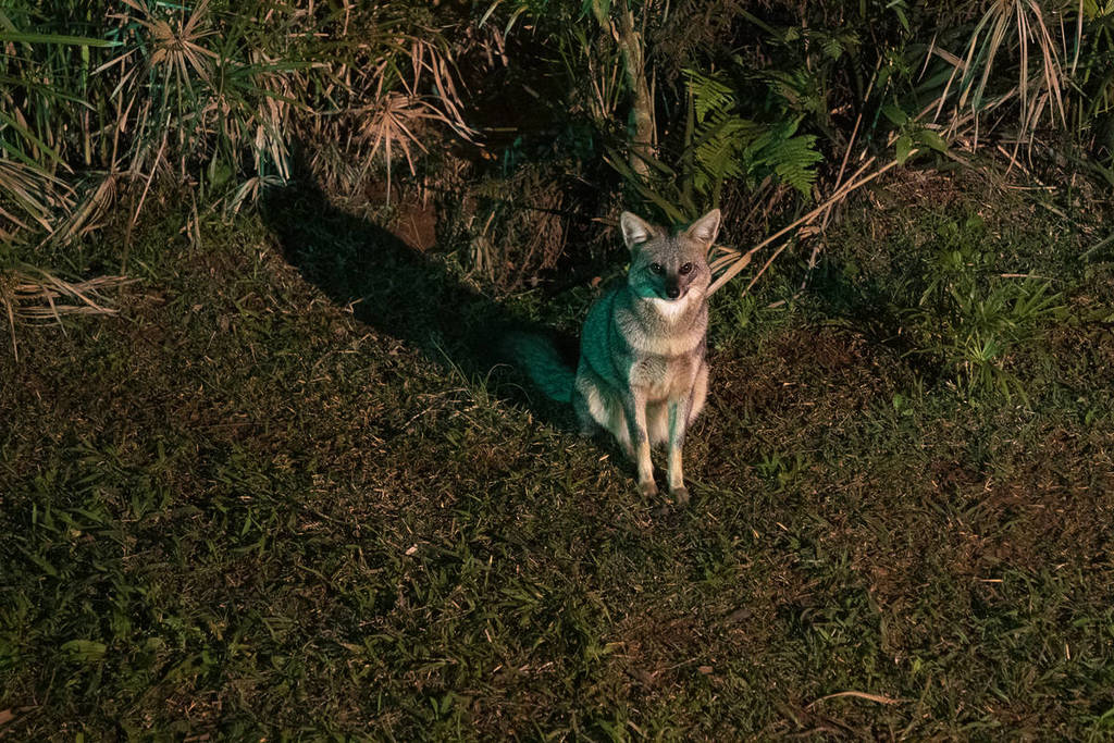 Noite animal no Zoológico de São Paulo 