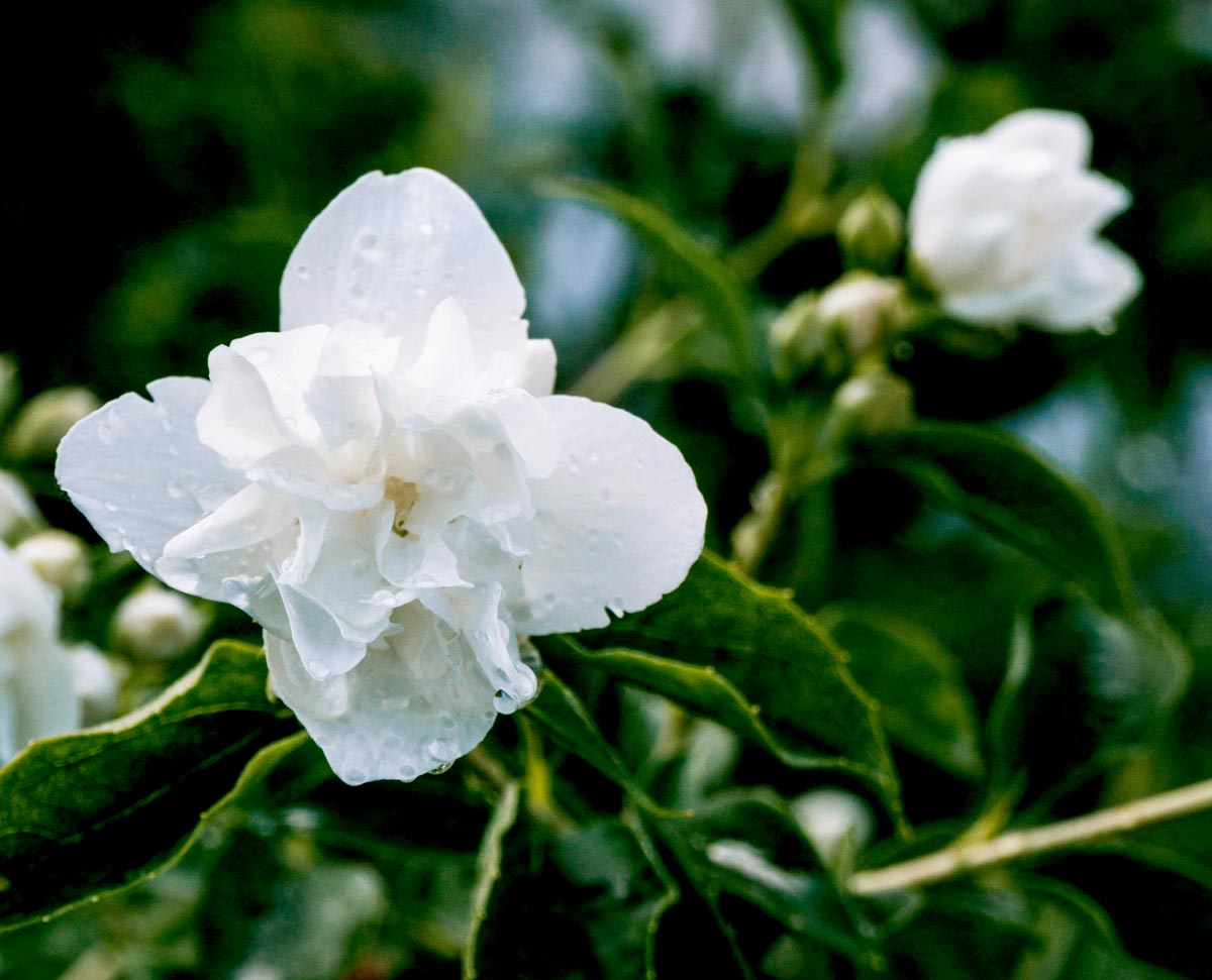 Flor de jasmim anastasiia