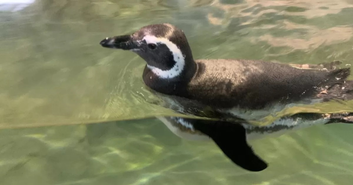 Os pinguins-de-magalhães podem ser encontrados na América do Sul, em países como Argentina e Chile