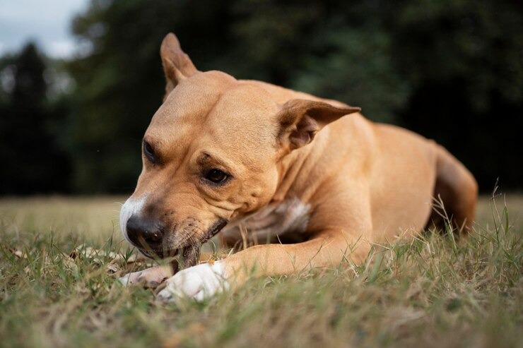 Cachorro brincando na grama