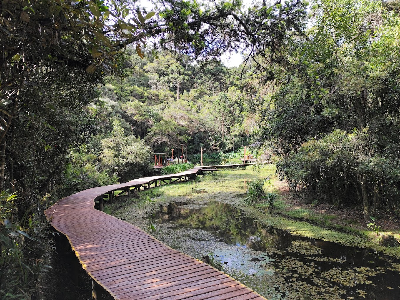 bosque do silencio campos do jordao