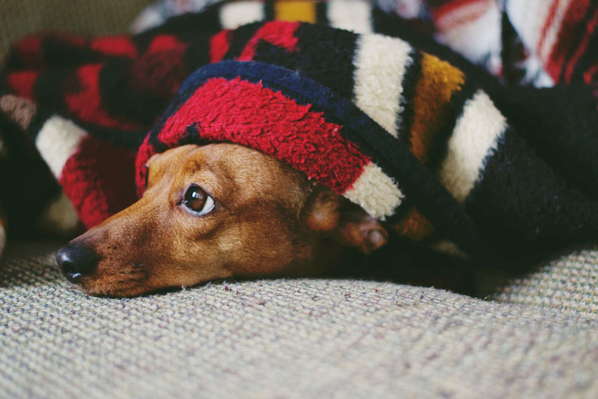 Como manter seu pet aquecido no inverno