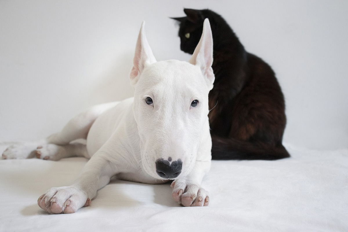 Saúde dos pets no inverno