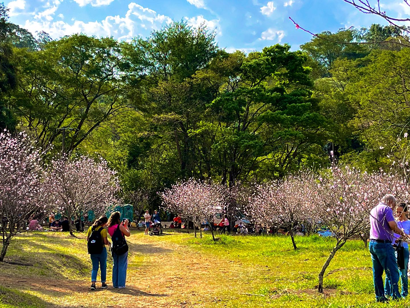 Festival das Cerejeiras será realizado no Parque do Carmo, na zona leste da Capital