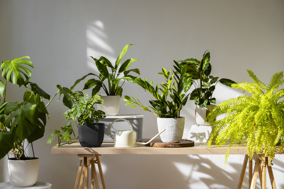 Plantas como decoração contribuem para amenizar os dias frios dentro de casa