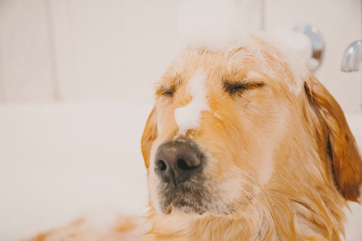 Banho e tosa é um dos gastos mensais com pets