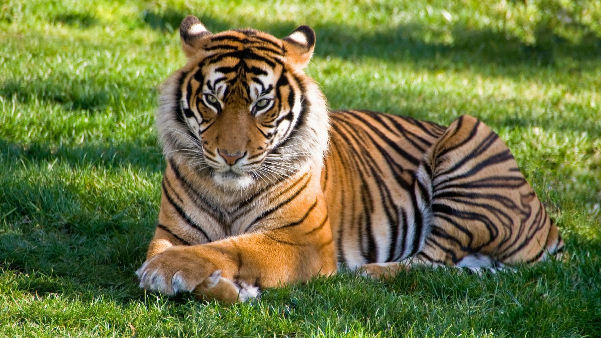 Significado do Tigre para o horóscopo chinês