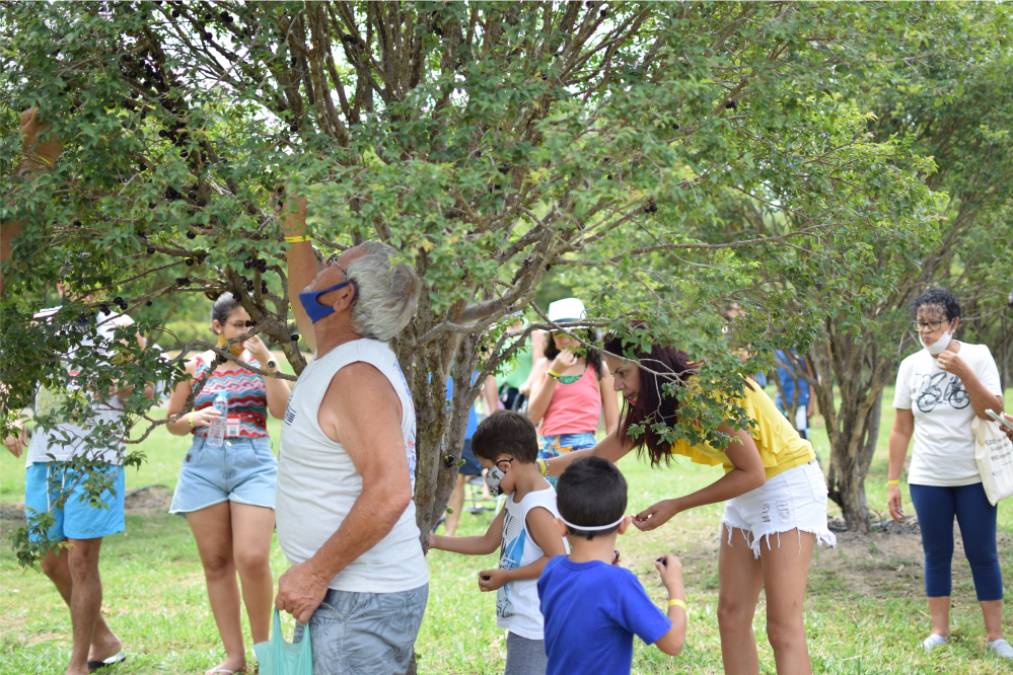 Colheita de frutas no Parque Maeda