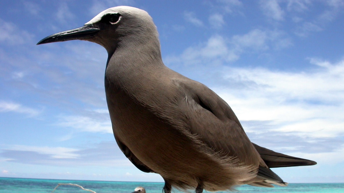 Essa espécie se diferencia do trinta-réis-preto pelo tamanho maior, bico reto e uma coloração ligeiramente mais clara, com o capuz menos marcado. 