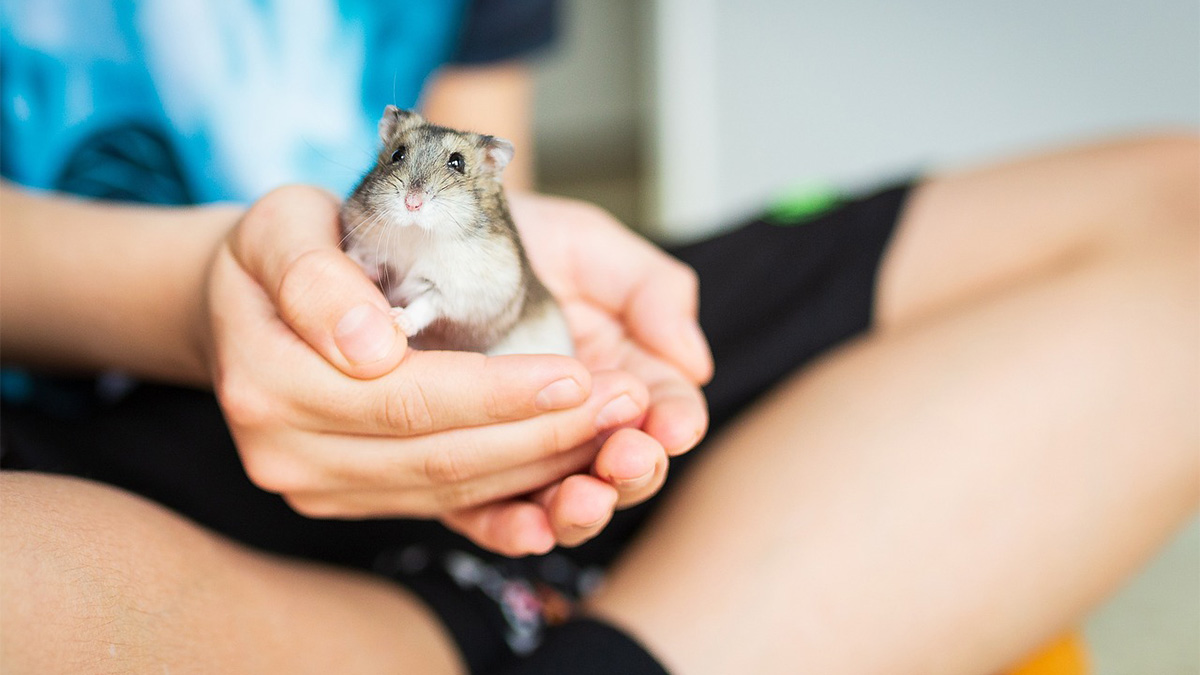 Para prevenir o estado de torpor, é preciso deixar o animal em ambiente e recinto aquecidos