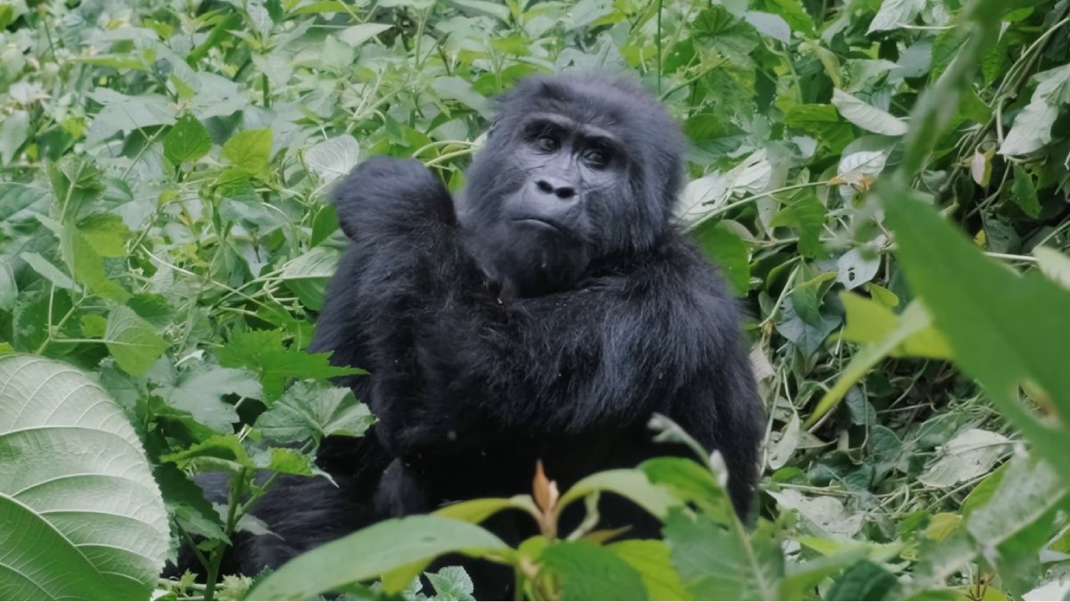 Os gorilas vivem em seu habitat natural em Ruanda