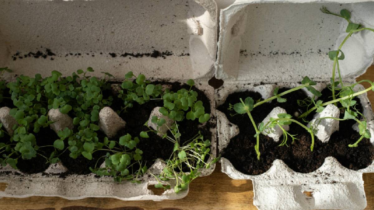 Economize e ajude o meio ambiente com esse tipo de sementeira 