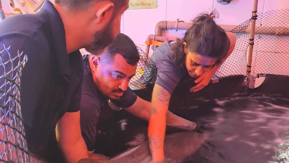 Tubarão foi atendido pela equipe do Instituto Agronauta e do Aquáro de Ubatuba