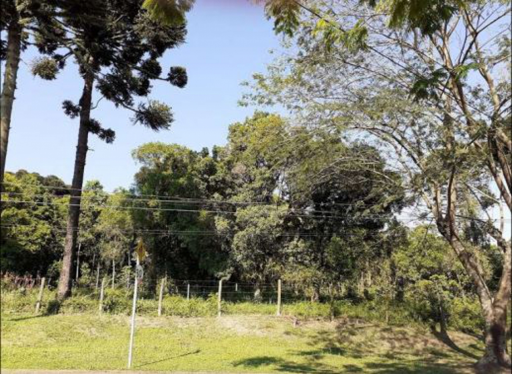 Macaque in the trees
