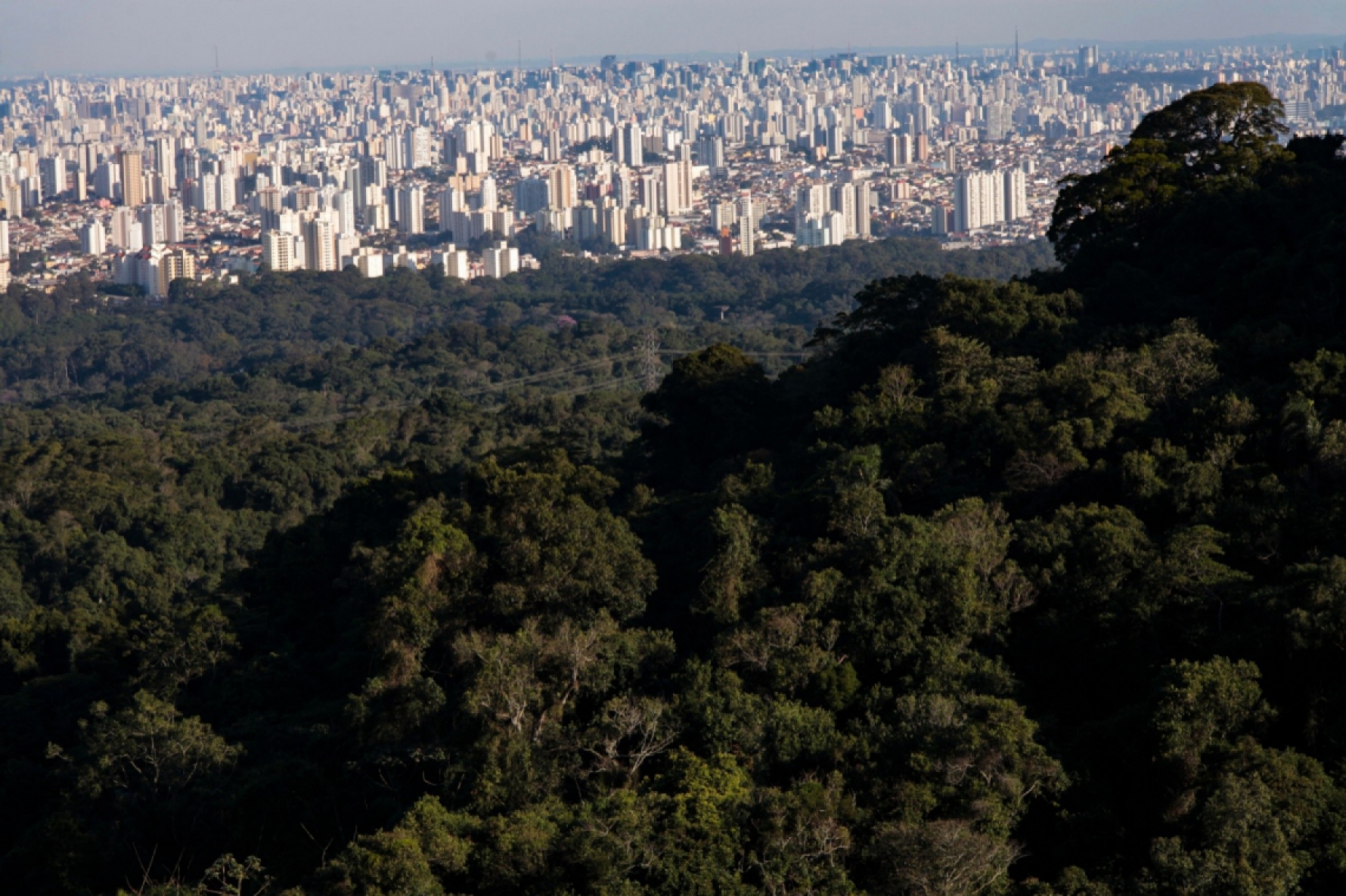Macaque in the trees