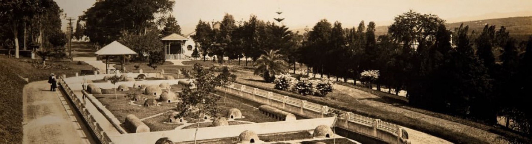 Macaque in the trees