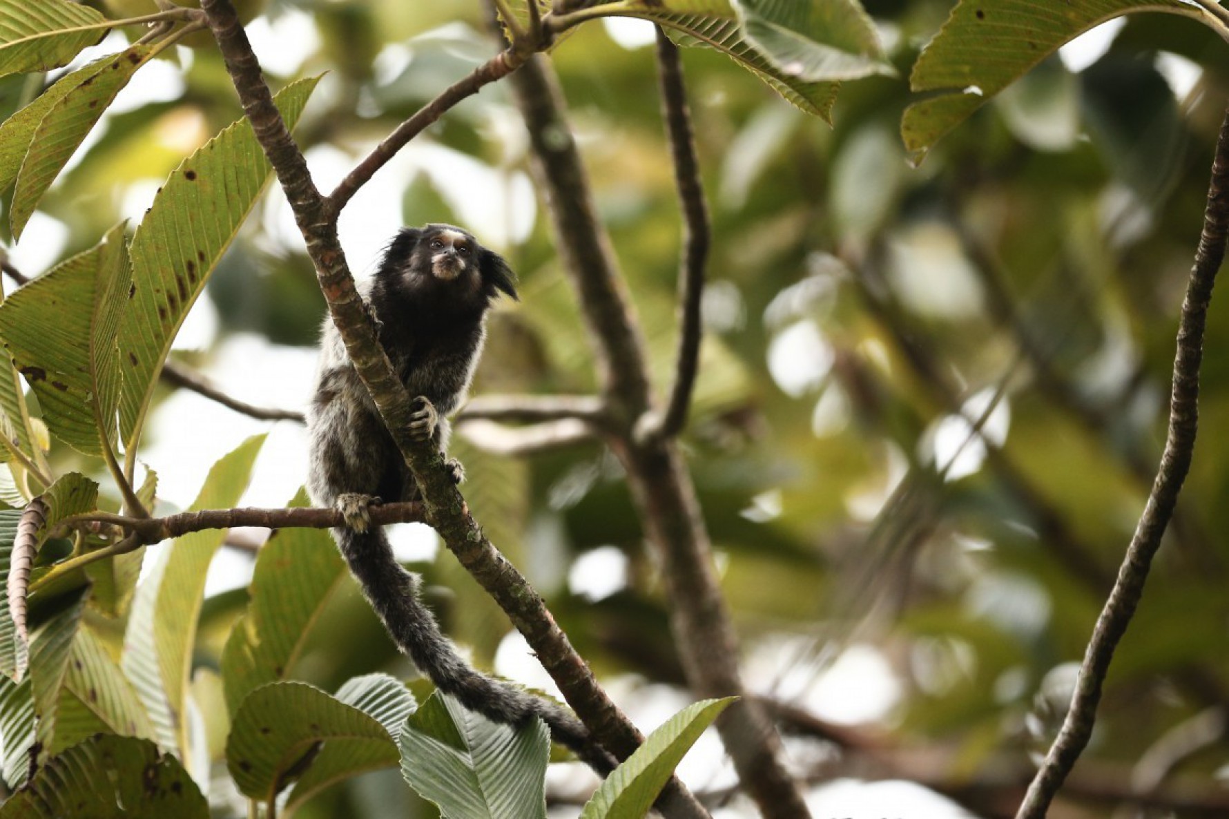 Macaque in the trees