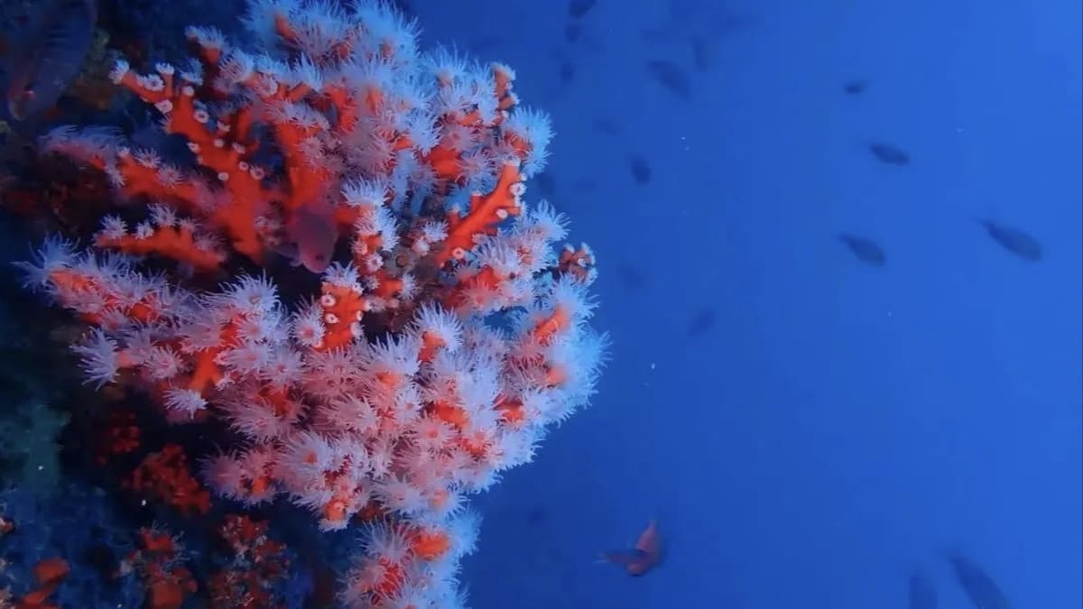 Novas criaturas oceânicas ajudam pesquisadores a entender melhor os ecossistemas marinhos — Divulgação: Ocean Census