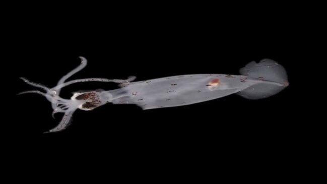 Oceanos ainda escondem milhares de espécies que não foram catalogadas — Divulgação: Ocean Census