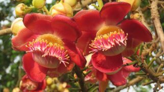 Espécie chama atenção pelas flores perfumadas e pelos frutos arredondados que lembram bolas de canhão (Foto: Vinayaraj/Wikimedia Commons)