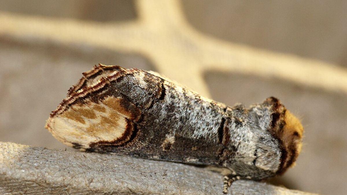 À primeira vista parece madeira seca, mas a imagem mostra uma mariposa especialista em camuflagem (Foto: Ben Sale/ Wikimedia Commons)
