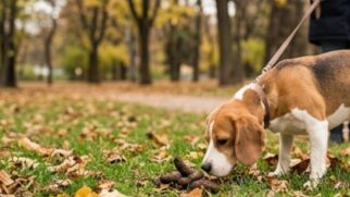 Estudos mostram que a coprofagia canina costuma estar ligada a fatores comportamentais e herdados, e nem sempre indica doença ou dieta ruim — veja quando se preocupar e como manejar o problema.