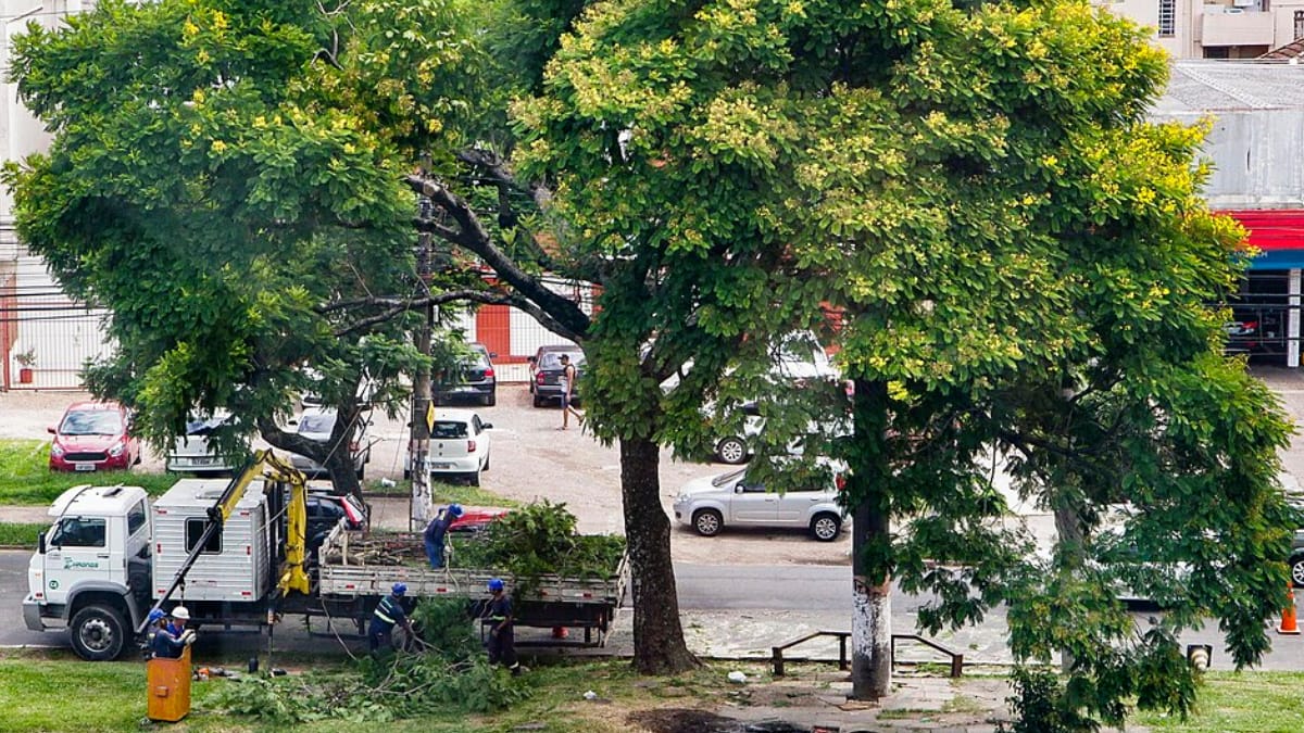 Sistema analisa galhos, tronco e copa para calcular a estabilidade das árvores em áreas urbanas (Foto: Cristine Rochol /PMPA)