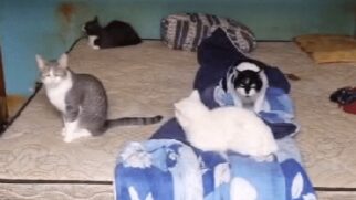 Dois gatos em situação de maus-tratos