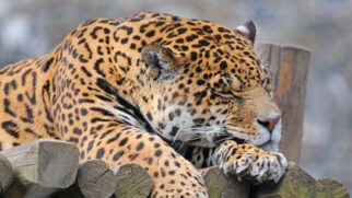 Localizado perto de Porto Jofre, o parque é referência mundial no turismo de natureza (Foto: Ross Elliott/Wikimedia Commons)