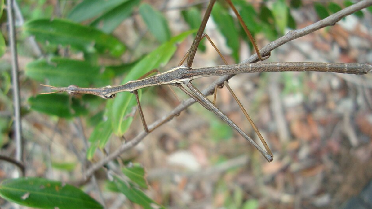 Com corpo fino e aparência idêntica a pequenos galhos, o bicho-pau quase desaparece entre folhas e árvores (Foto: Rena do Brasil/ Wikimedia Commons)